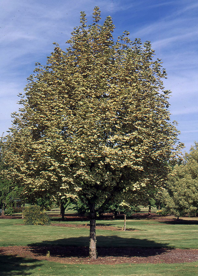 Acer platanoides, Durmmondii
