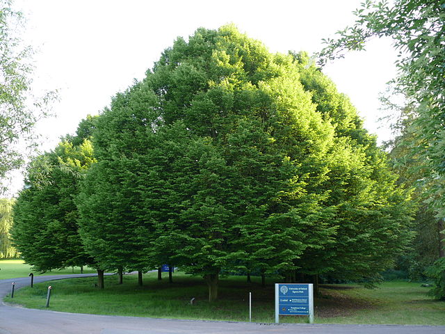 Carpinus betulus, GRAB