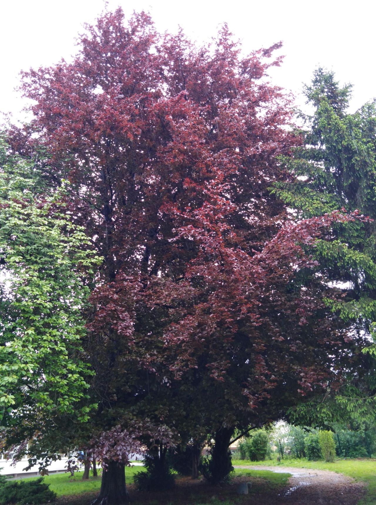 Crvenolisna-bukva-stablo