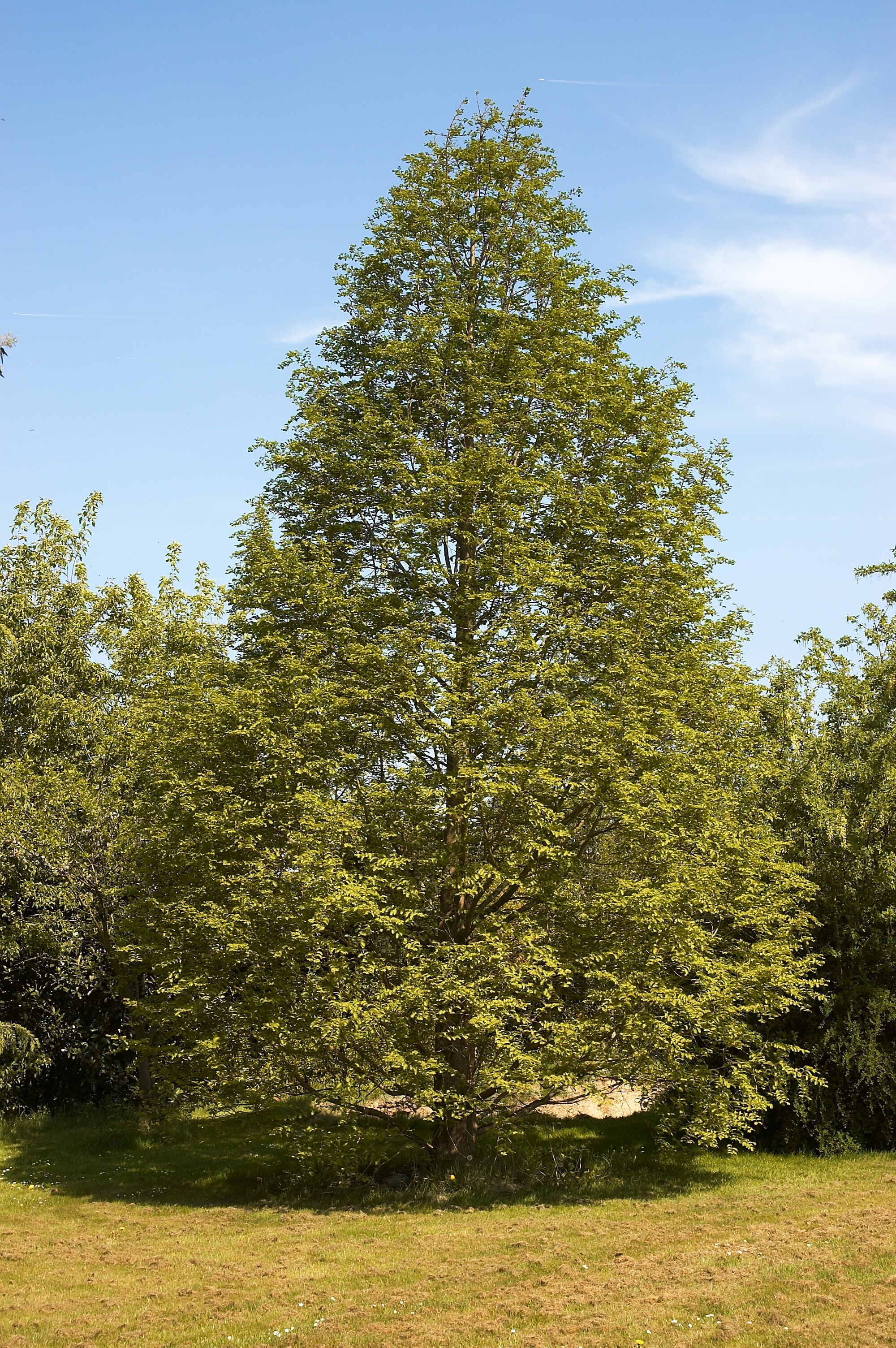 Metasequoia glyptostroboides, METASEKVOJA