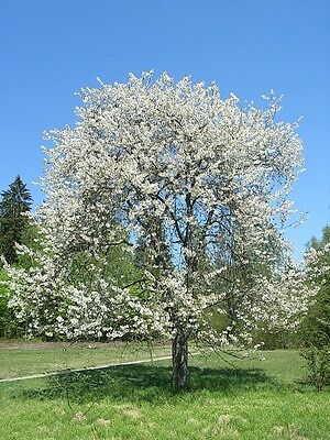 Prunus avium, DIVLJA TREŠNJA