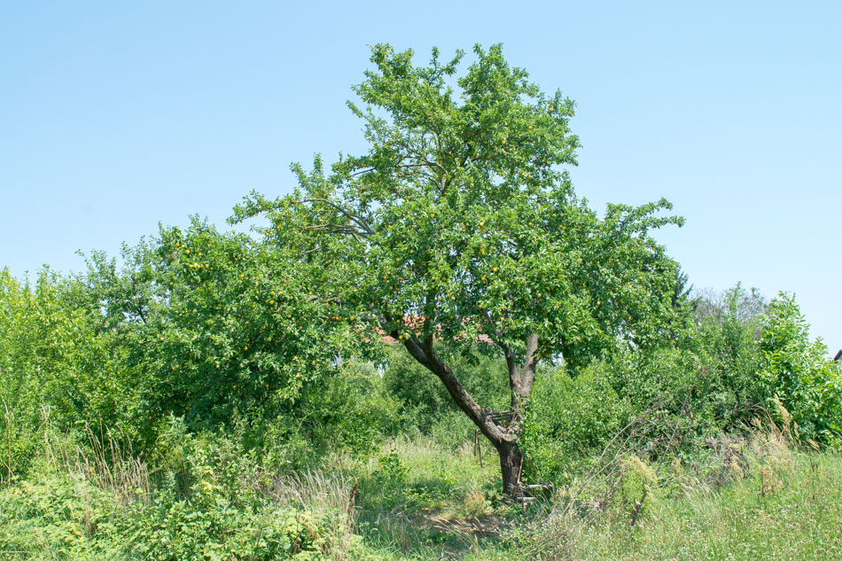 Prunus cerasifera, DŽANARIKA/ZERDELIJA