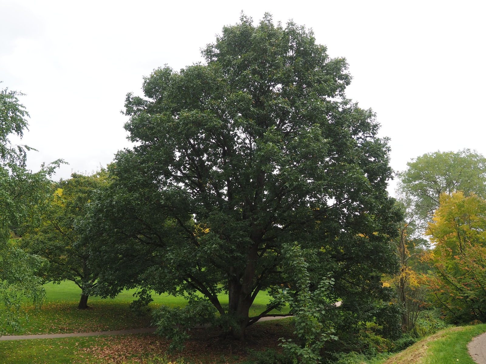 Quercus frainetto, SLADUN