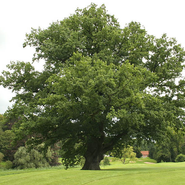 Quercus petrae, KITNJAK