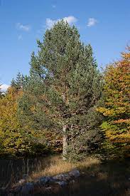 Pinus sylvestris, BIJELI BOR
