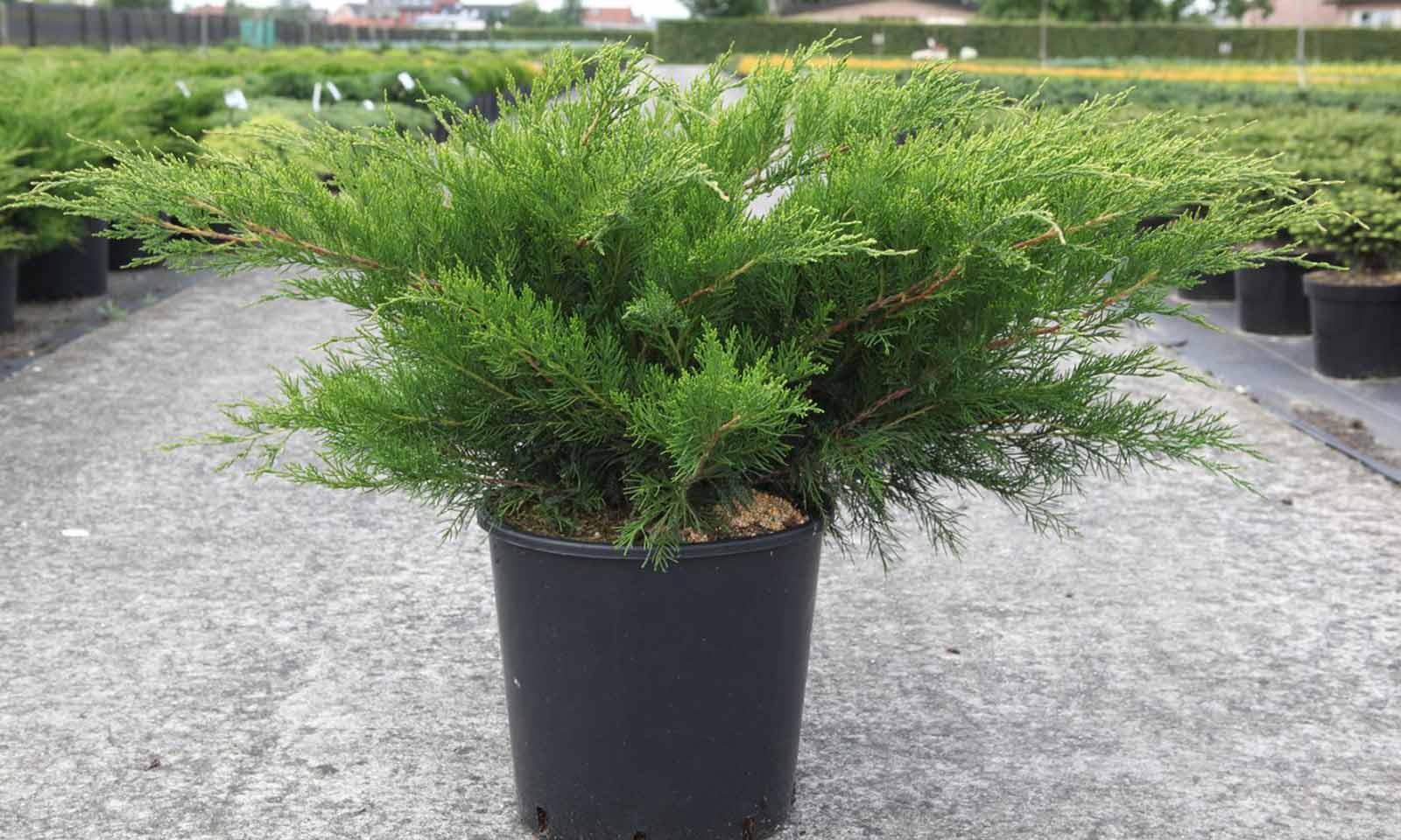 Juniperus chinensis „Mint Julep“