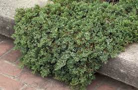 Juniperus horizontalis „Wiltonii“