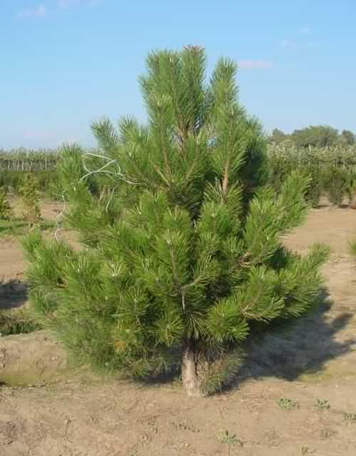 Pinus mugo, KLEKOVINA/PLANINSKI BOR