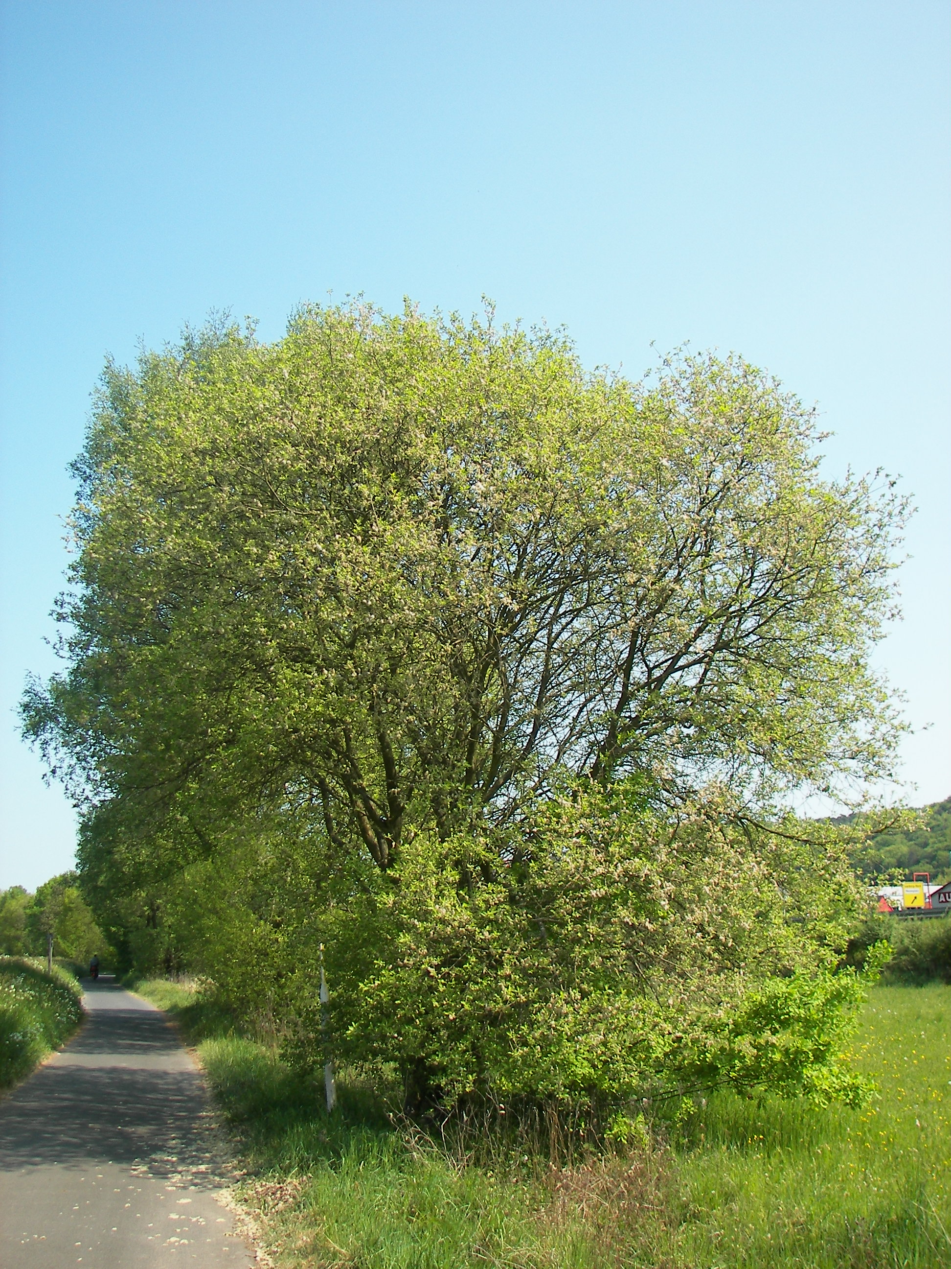Salix caprea, IVA