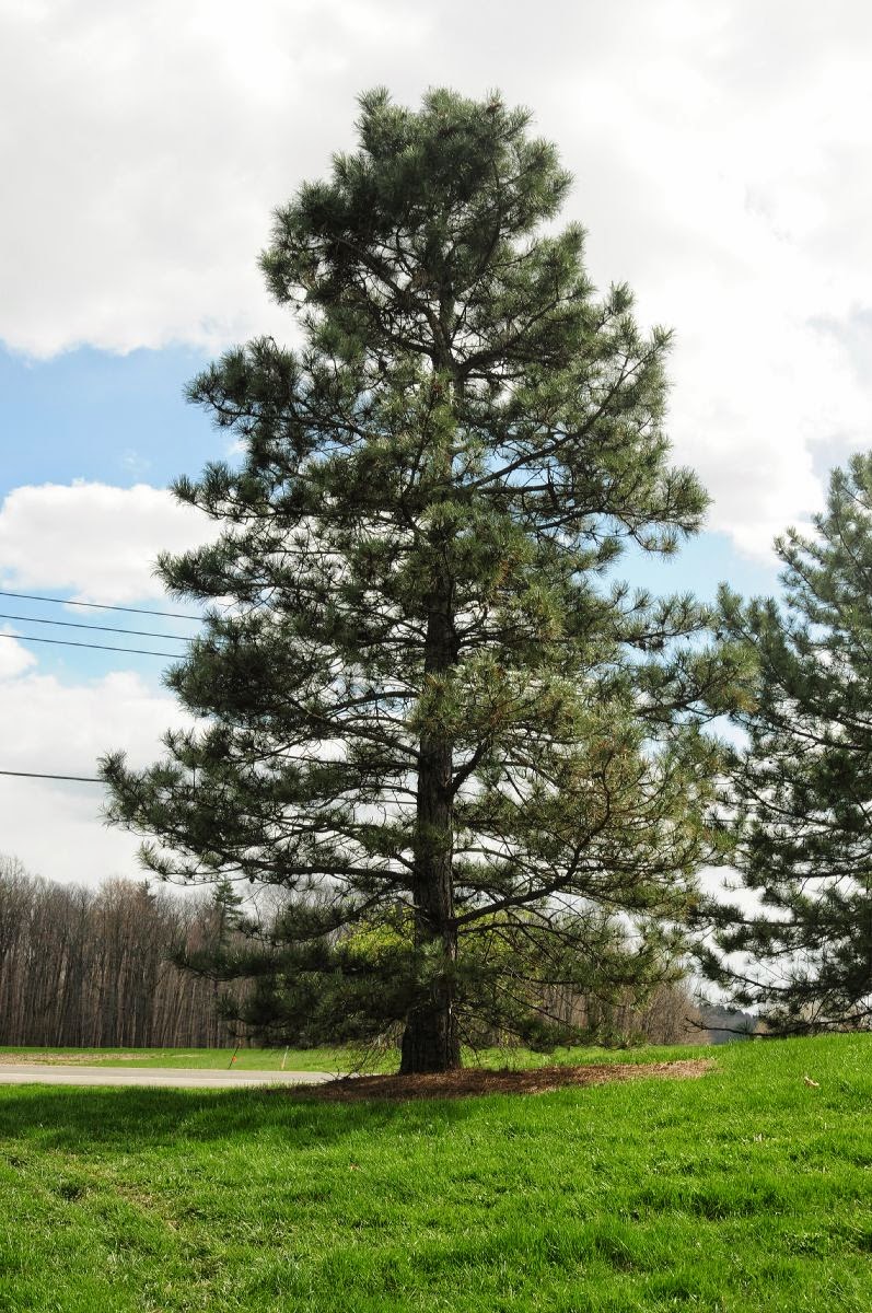 Pinus nigra, CRNI BOR